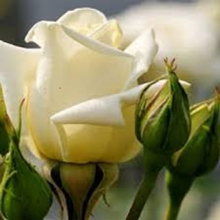 روح الله میرزایی رفتی پی خوشبختیت تنهایی ولم کردی